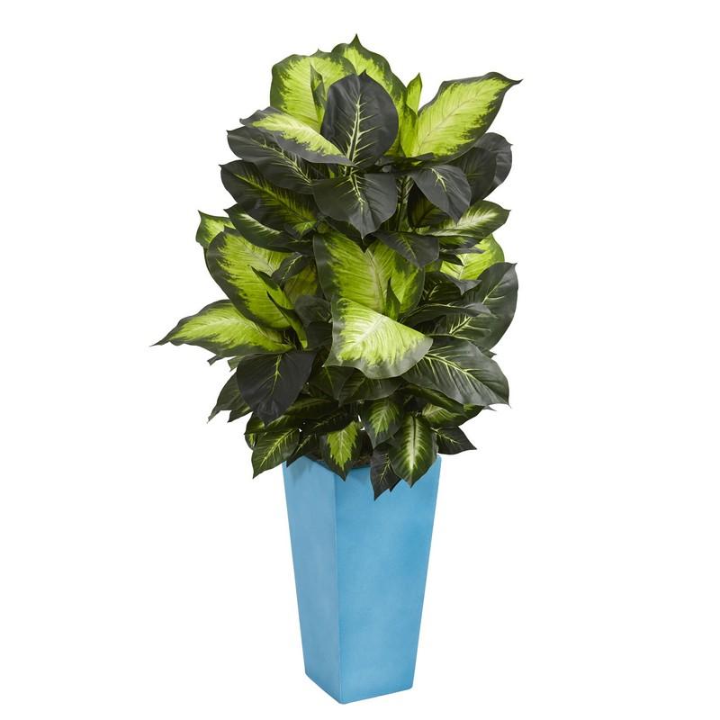 4.5' Golden Dieffenbachia in Turquoise Planter