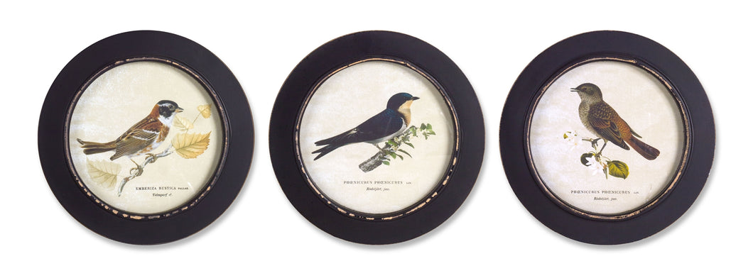 Wood Framed Encyclopedia Bird Print (Set of 3) 9.5