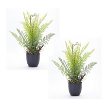 Load image into Gallery viewer, Varigated Fern Foliate in Black Pot (Set of 2)
