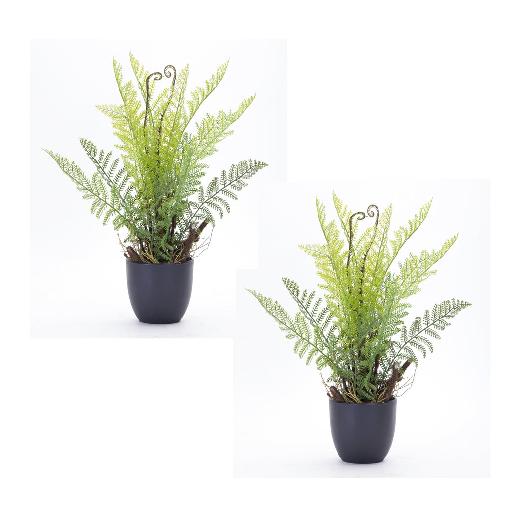 Varigated Fern Foliate in Black Pot (Set of 2)