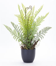 Load image into Gallery viewer, Varigated Fern Foliate in Black Pot (Set of 2)
