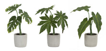 Load image into Gallery viewer, Assorted Foliage Plant in Grey Pot (Set of 6)
