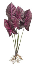 Load image into Gallery viewer, Burgandy Caladium Plant with Roots Accent (Set of 2)
