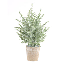 Load image into Gallery viewer, Frosted Holiday Pine Tree in Paper Pot (Set of 6)
