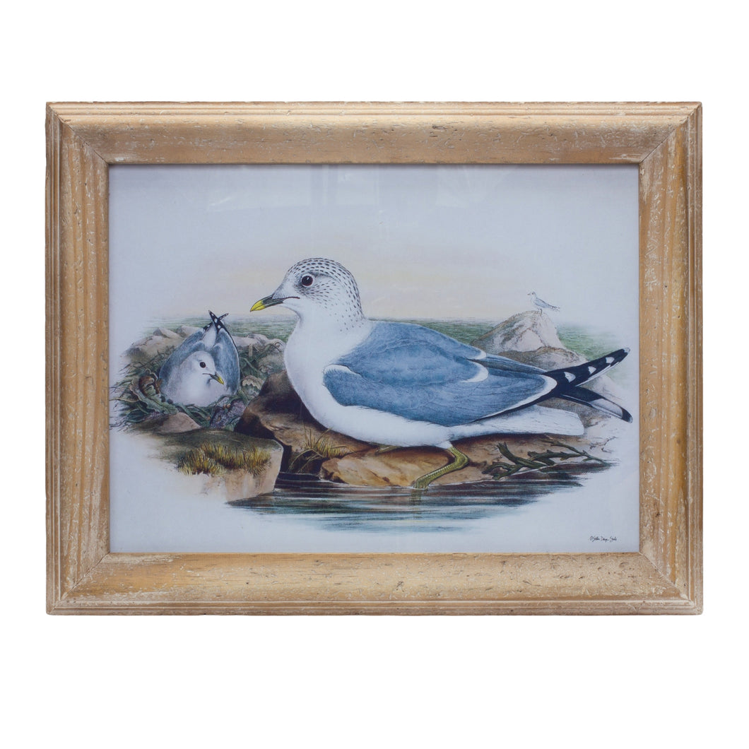 Framed Sea Bird Print Under Glass 16.5