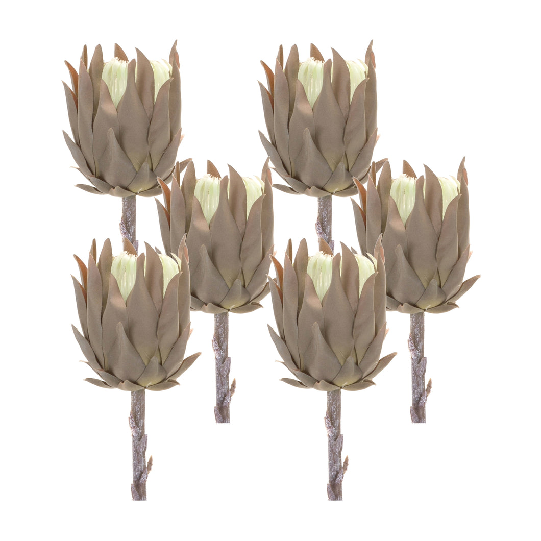 Beige Protea Stem (Set of 6)