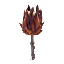 Load image into Gallery viewer, Burgandy Protea Stem (Set of 6)
