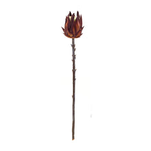 Load image into Gallery viewer, Burgandy Protea Stem (Set of 6)
