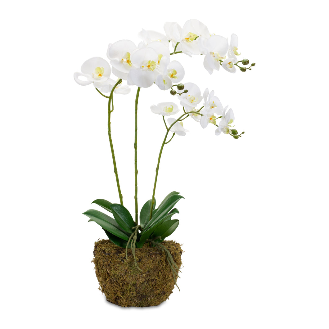 Orchid Flower Arrangements with Rooted Base 29.5