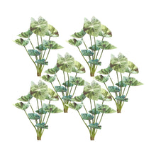 Load image into Gallery viewer, Varigated Caladium Foliage Bush (Set of 6)
