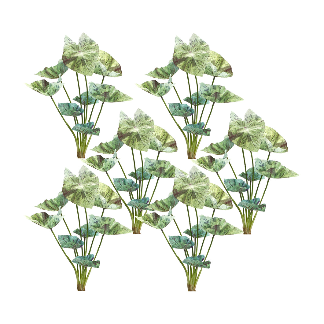 Varigated Caladium Foliage Bush (Set of 6)