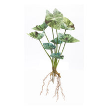 Load image into Gallery viewer, Varigated Caladium Foliage Bush (Set of 6)
