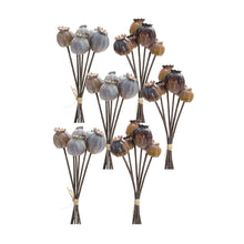 Load image into Gallery viewer, Brown Poppy Pod Foliage Bundle (Set of 6)
