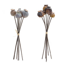 Load image into Gallery viewer, Brown Poppy Pod Foliage Bundle (Set of 6)
