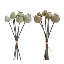 Load image into Gallery viewer, Sage Poppy Pod Foliage Bundle (Set of 6)
