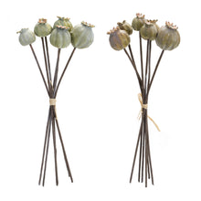 Load image into Gallery viewer, Sage Poppy Pod Foliage Bundle (Set of 6)
