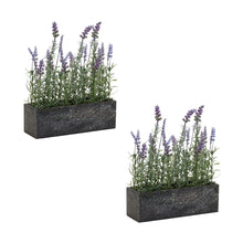 Load image into Gallery viewer, Potted Lavender Flower Box Arrangement (Set of 2)
