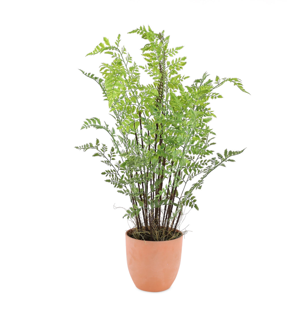 Potted Fern Foliage Plant with Sprouts 30