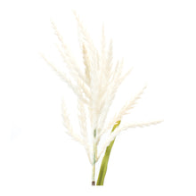 Load image into Gallery viewer, Astilbe Stem (Set of 6)
