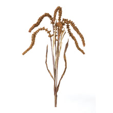 Load image into Gallery viewer, Amaranthus Stem (Set of 12)

