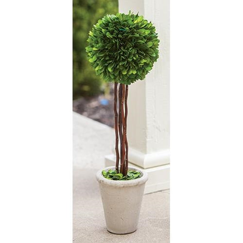 Boxwood Topiary 20