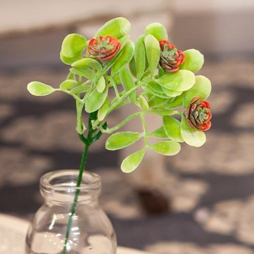 *Coral Buds Succulent Bush 8