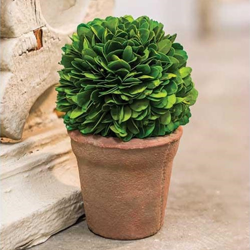 Potted Boxwood Ball 6.5