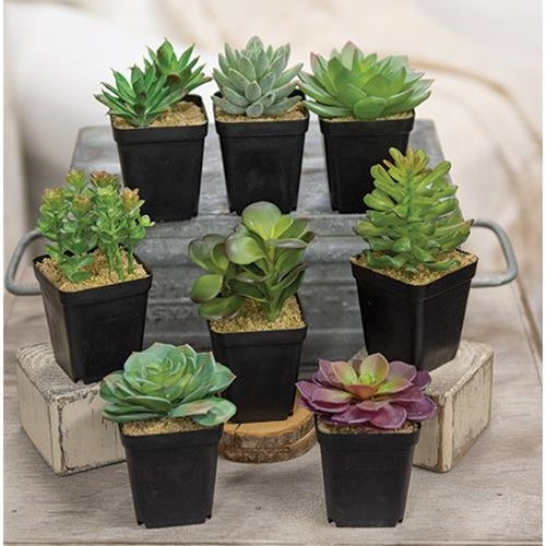 Artificial Potted Succulent 8 Asstd. (Pack of 4)