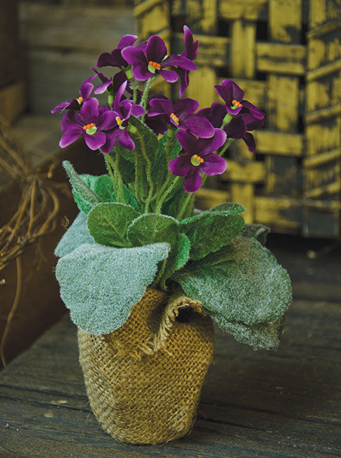 Potted Violet (Pack of 2)