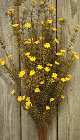 Mustard Astilbe Bush - 21