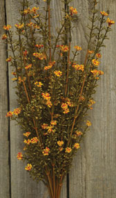 Rust Astilbe Bush - 21