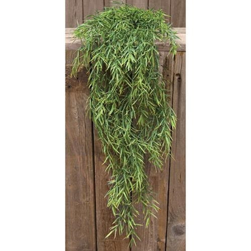 Dill Leaves Hanging Bush 34