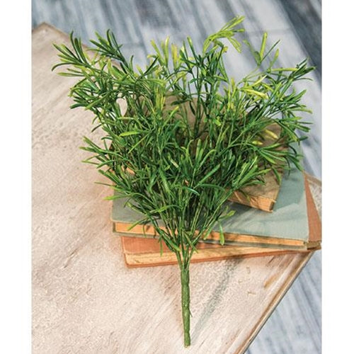 Asparagus Bush - Small (Pack of 4)