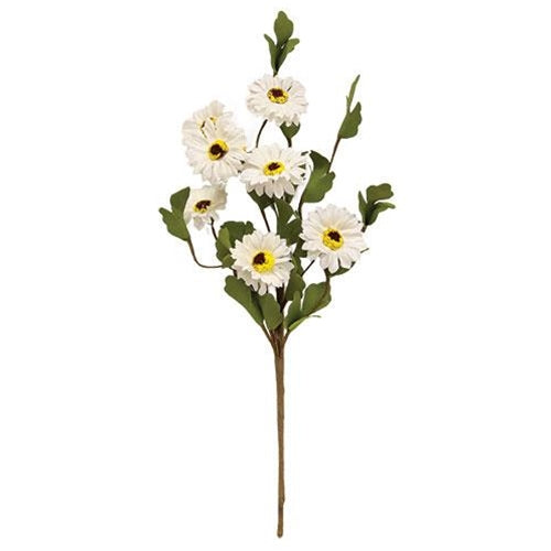 White Daisy Pick 15