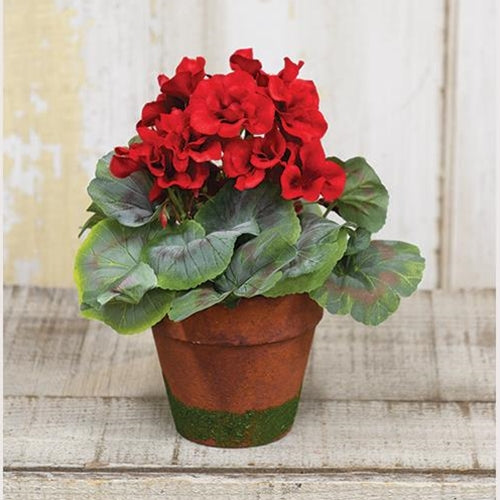 Potted Geraniums (Pack of 2)