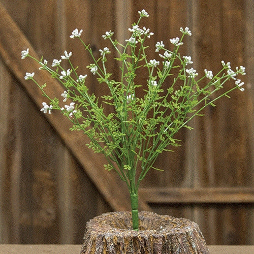 Pixieflower Bush Cream 14