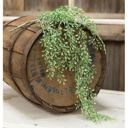 Little Luna Leaves Hanging Bush 24