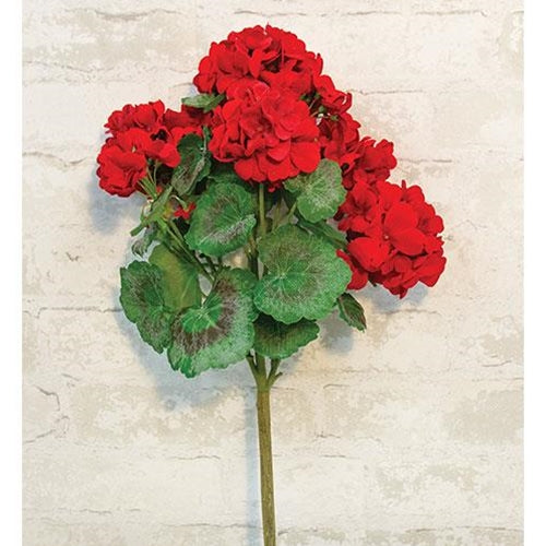 Geranium Bush 18