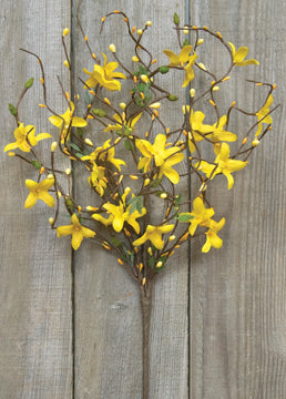 Star Forsythia Spray 18