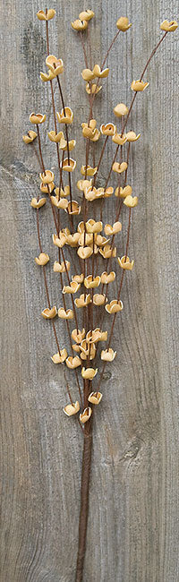 Buttercup Pick - Teastain  (Pack of 4)