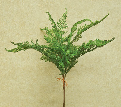 Formosa Fern Bush  (Pack of 4)