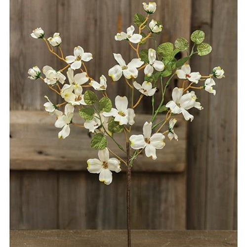 Cream English Dogwood Bush 17