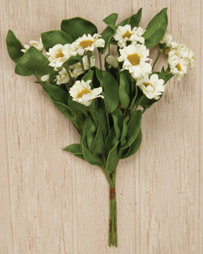 Cream Country Daisy Bush (Pack of 4)