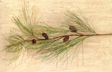 Long Needle Pine Spray - 28