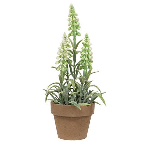 Potted Mountain Bells White (Pack of 4)
