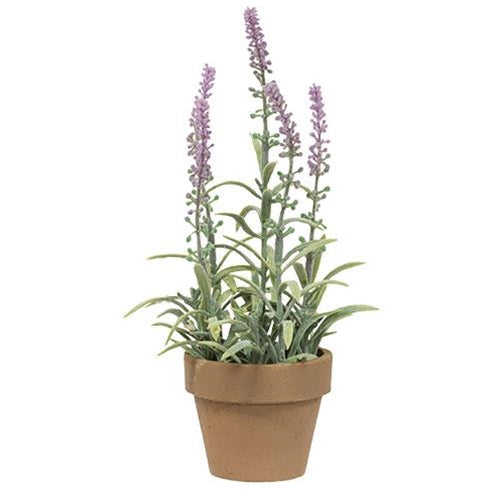 Potted Flowering Sage Purple (Pack of 4)