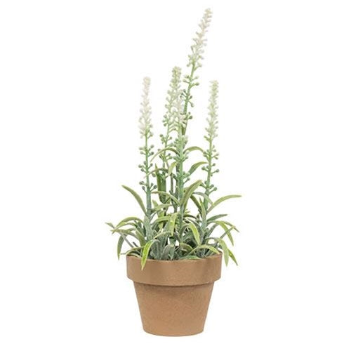 Potted Flowering Sage White (Pack of 4)