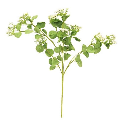 Queen Ann's Lace Spray Cream (Pack of 2)