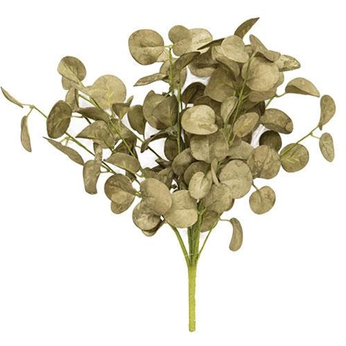 Foamy Silver Dollar Bush Sage 12