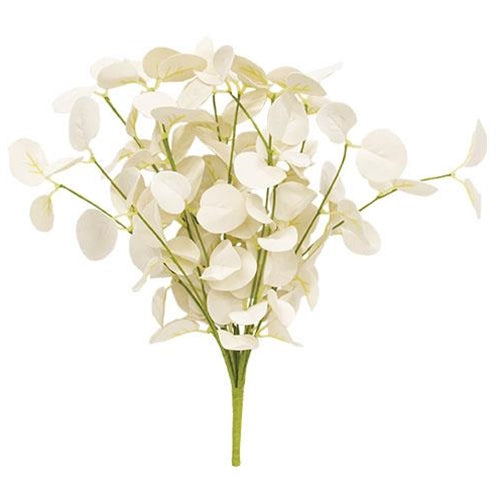 Foamy Silver Dollar Bush Cream 12